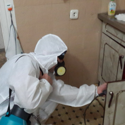 Дезинфекция от муравьев в квартире в Великих Луках